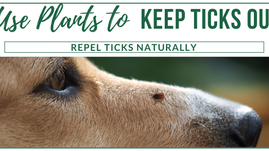 Use Plants to Keep Ticks Out Farmer Joe's Gardens