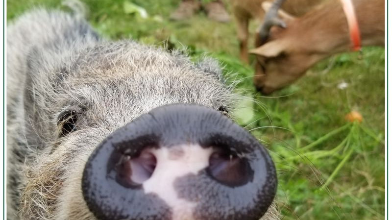 Family-Friendly Farm Fun: Summer Activities at Our Farm Stand Farmer Joe's Gardens