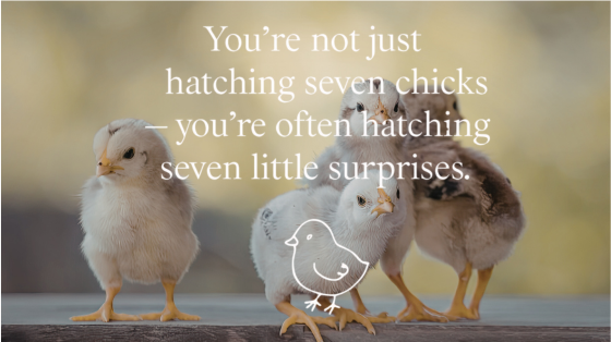 Which Breed Do I Have? A Simple Guide for Hatch The Chicken Families