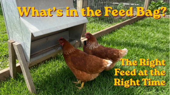 What to Feed Your Chickens and When