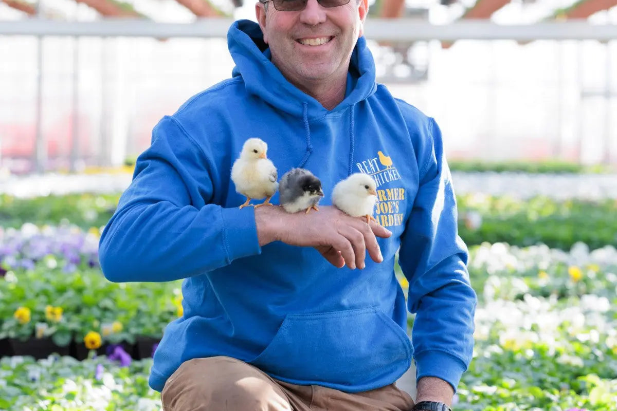 Baby Chick Adoption Farmer Joe's Gardens
