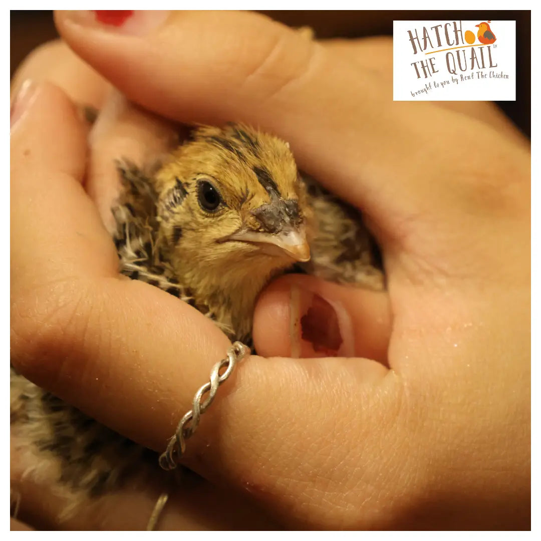 Person holding a small chick with 'Hatch the Quail' logo in the corner