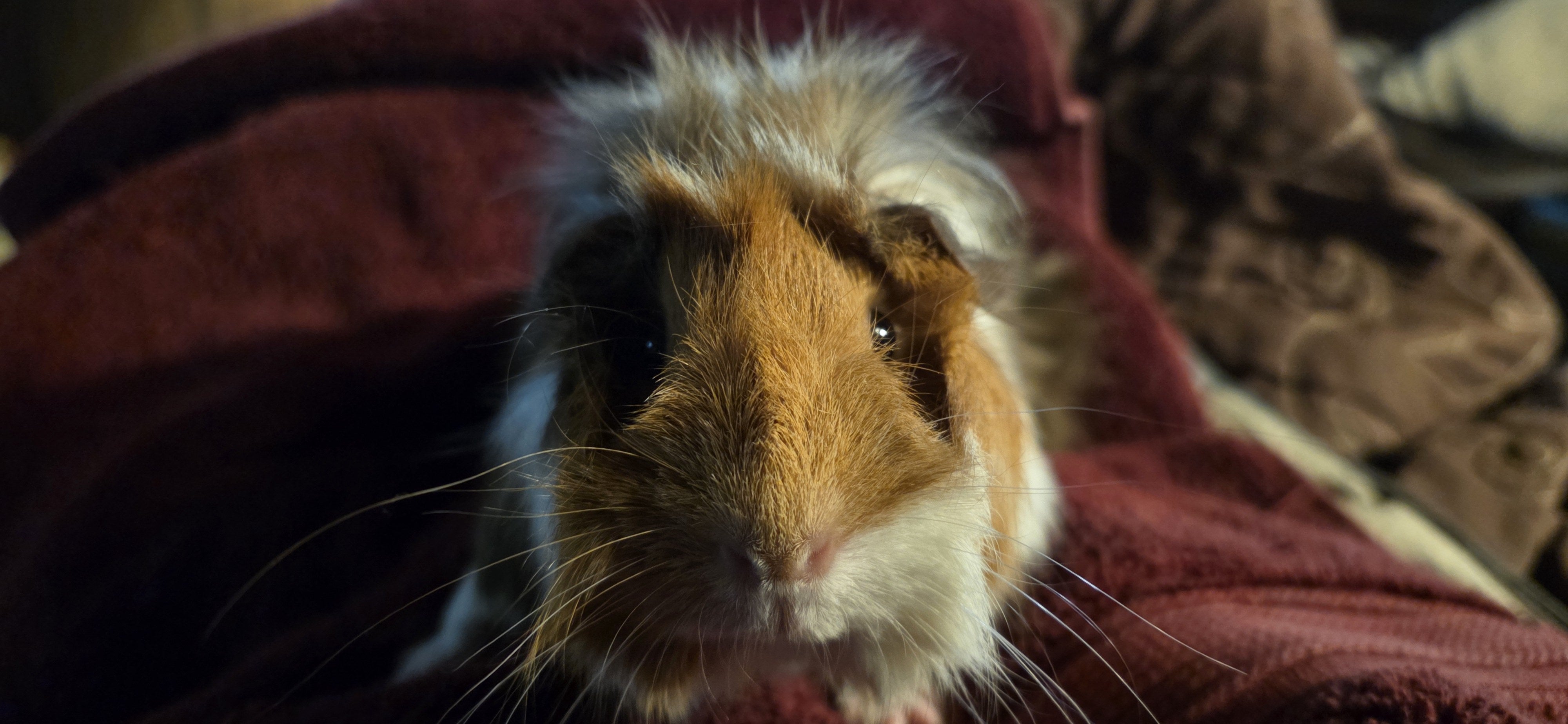 Friendly brown and white guinea pig snuggled in a blanket
