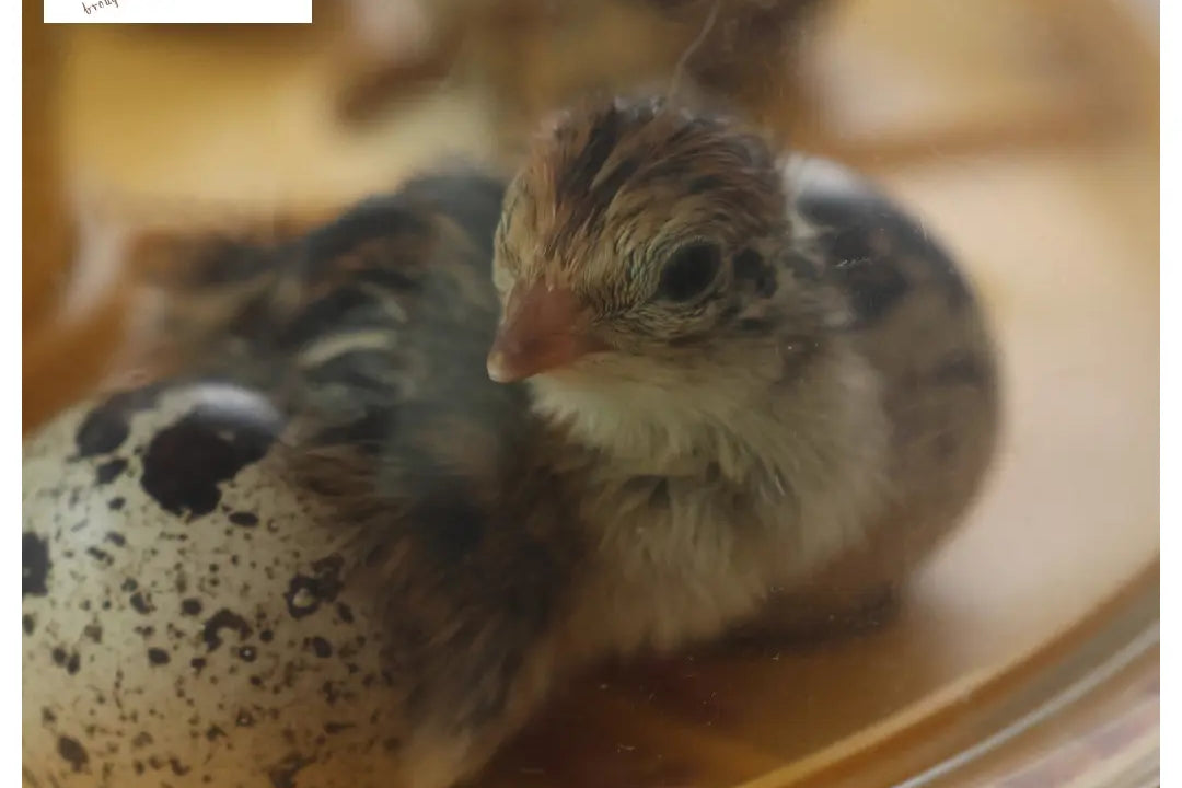 Quail chick next to a speckled egg on a yellow surface with 'Hatch the Quail' logo.