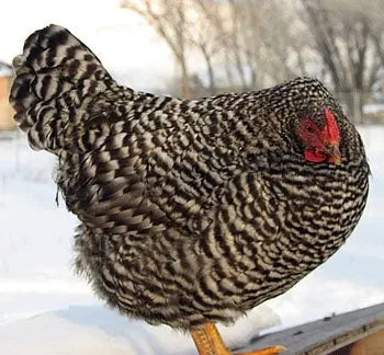 Chicken - Dominique - Female Farmer Joe's Gardens b