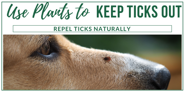 Use Plants to Keep Ticks Out Farmer Joe's Gardens