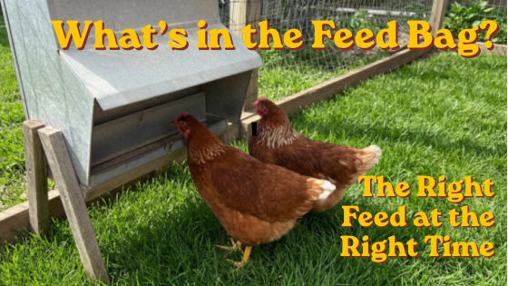 What to Feed Your Chickens and When