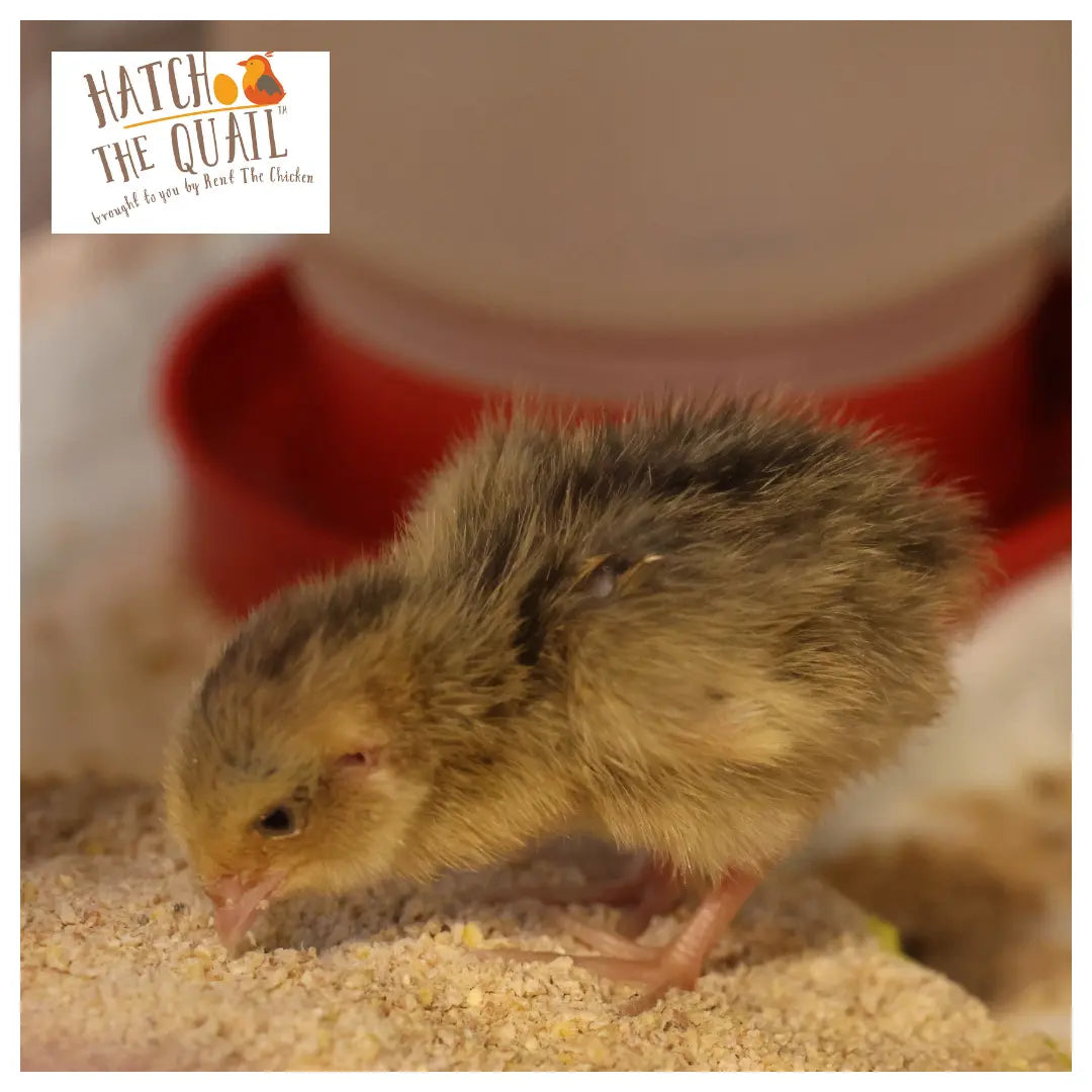 Young quail chick on eating with 'Hatch the Quail' logo in the corner.