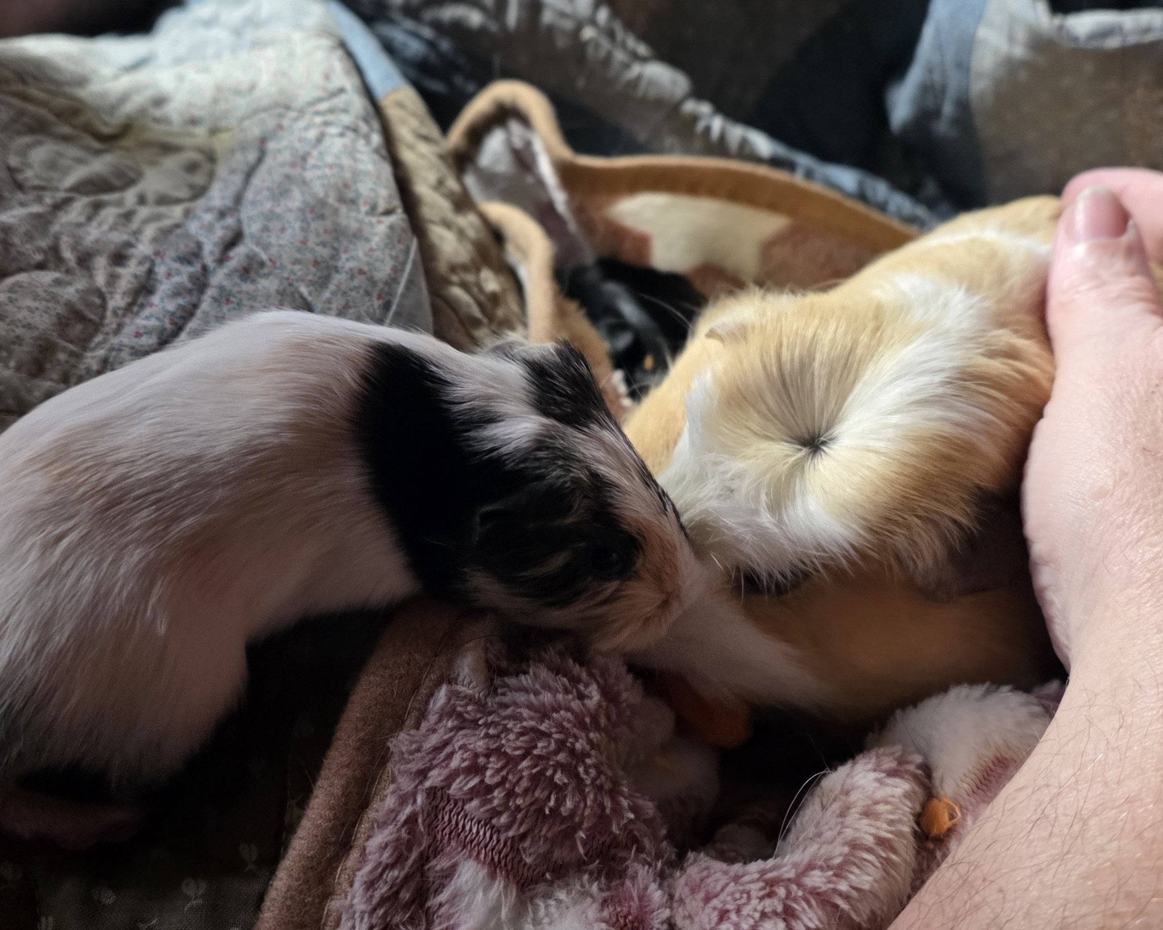 Two cuddle-buddy guinea pigs snuggled on a lap