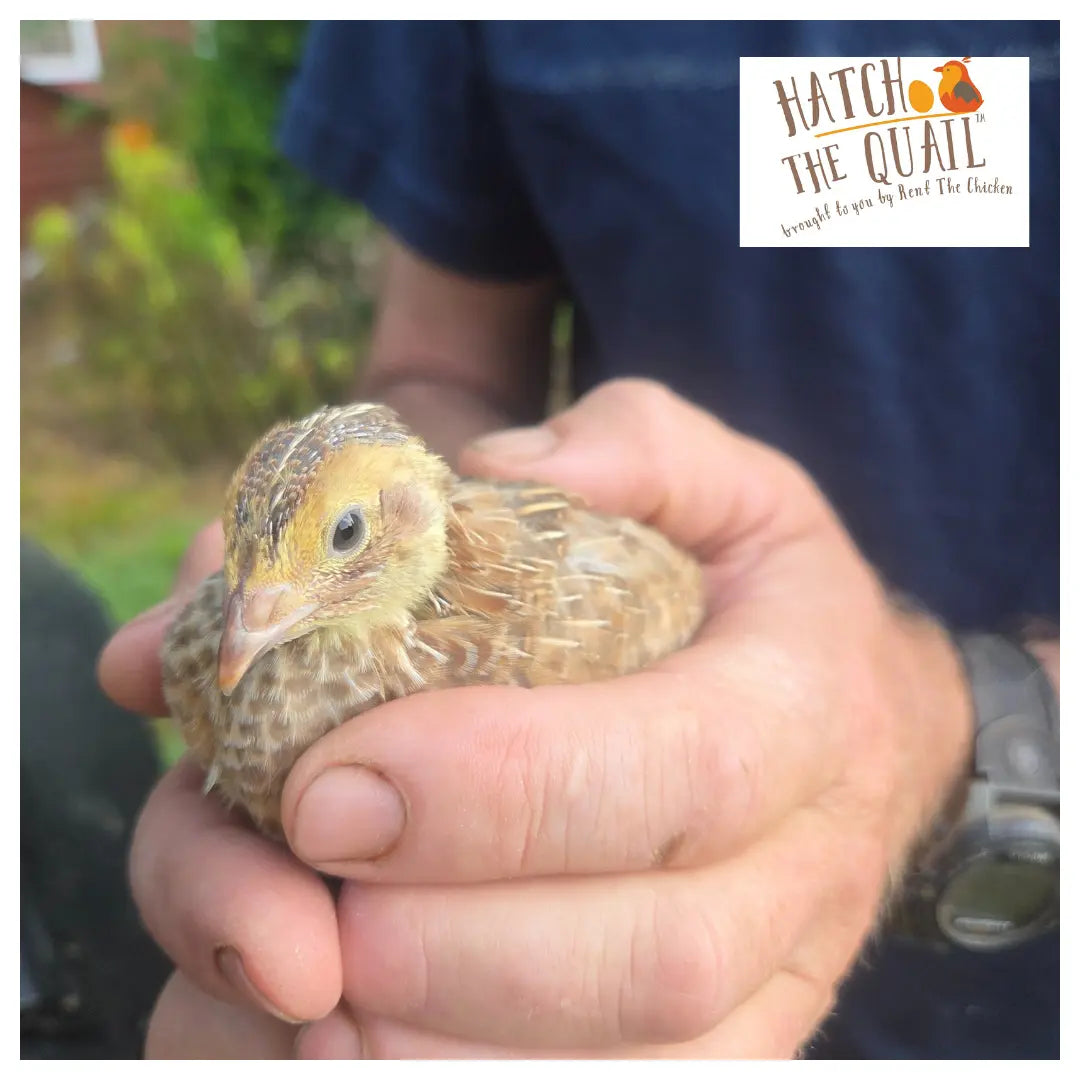 Farmer Joe holding a small quail chick with 'Hatch the Quail' logo in the corner.