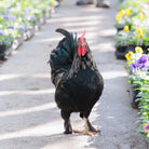 Adopt a Rooster Farmer Joe's Gardens