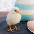 Baby Chick Adoption Farmer Joe's Gardens