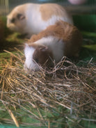 Two guinea pigs munching hay together