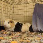 Guinea pig family together in their enclosure