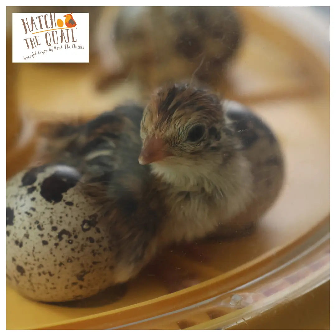 Quail chick next to a speckled egg on a yellow surface with 'Hatch the Quail' logo.