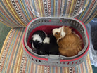 Two guinea pigs riding in their travel carrier