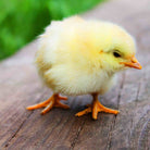 Baby Chick Adoption Farmer Joe's Gardens