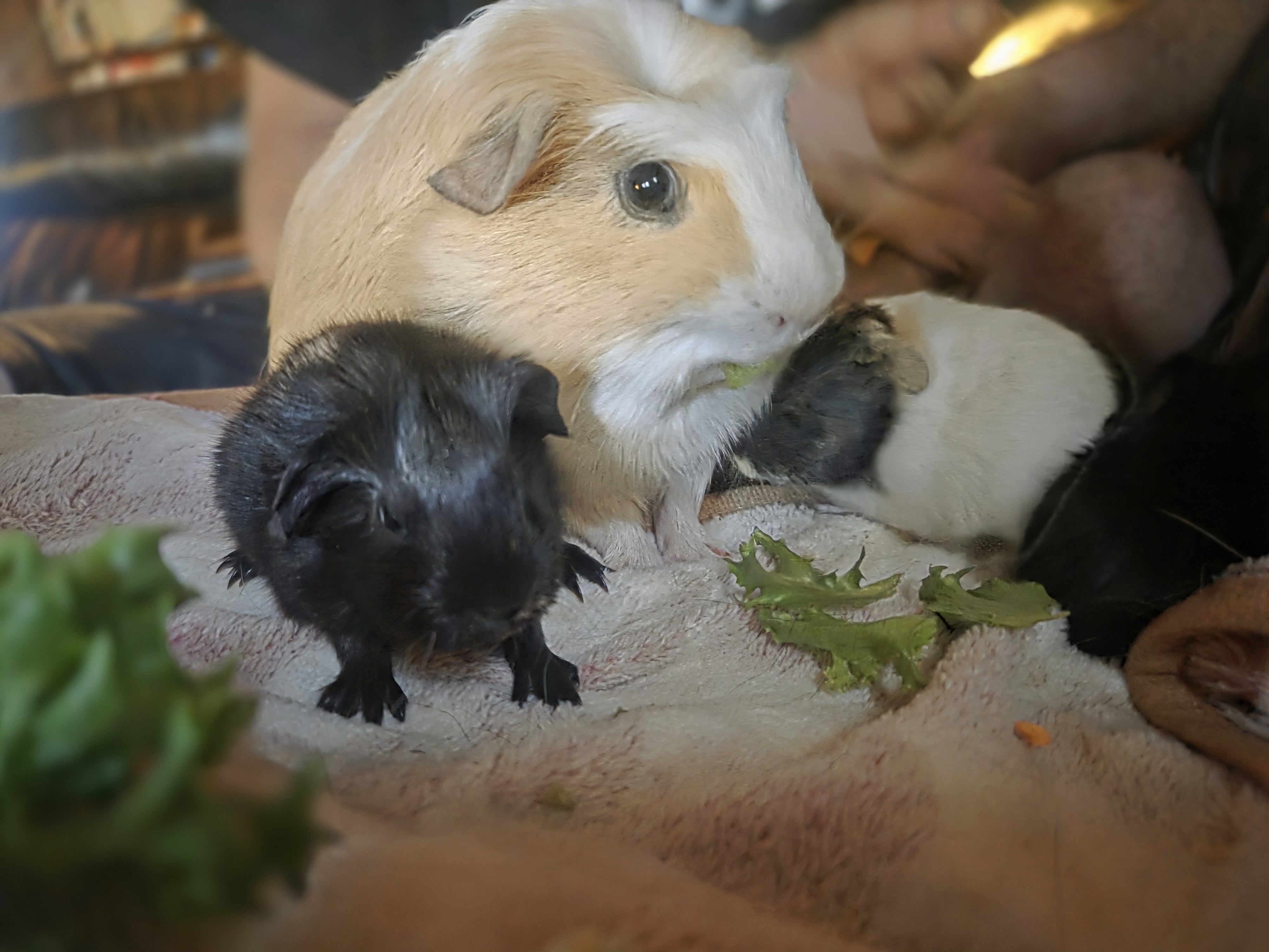 Mother guinea pig with her newborn pups