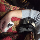 Two cuddle-buddy guinea pigs relaxing on a lap