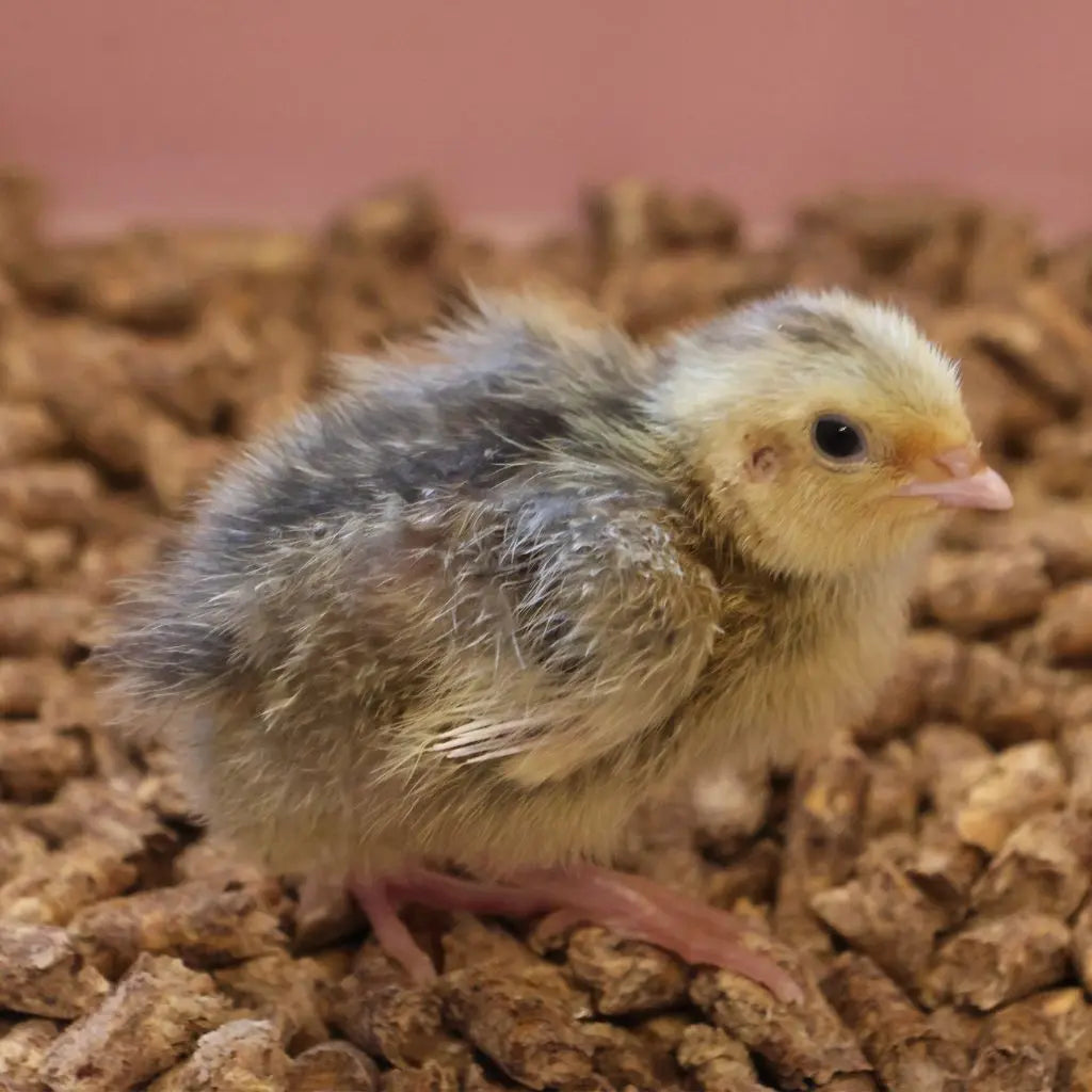 Baby Quail Adoption Farmer Joe's Gardens
