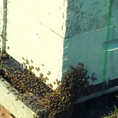 Pure Connecticut Honey Farmer Joe's Gardens