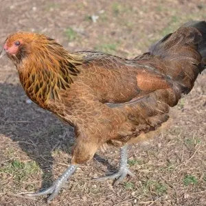 Chicken - Ameraucana - Female Farmer Joe's Gardens b