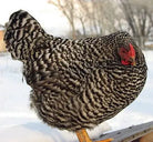 Chicken - Dominique - Female Farmer Joe's Gardens b