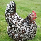 Sussex Hen
