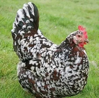 Sussex Hen